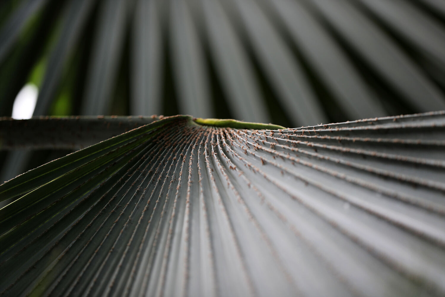 Leading lines